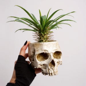 May include: A skull-shaped planter made of off-white ceramic, holding a green succulent plant with long, spiky leaves. The planter has detailed facial features and is a unique decorative item.