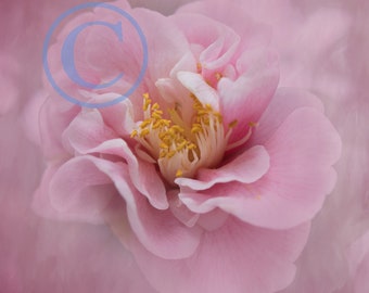 Mauve Pink Camellia photograph print wall art flower photography Camellia Photography Nature Photography