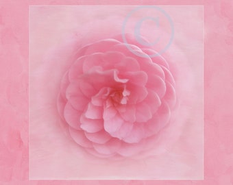 Pink Camellia photograph picture swirling camellia flower petals