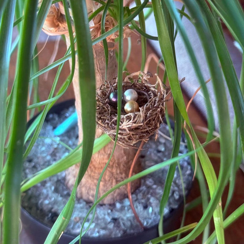 May include: A small bird's nest made of twigs and straw sits in a potted plant. Three round, iridescent pearls are nestled inside the nest.