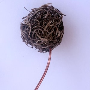 May include: A brown, dried, twig-like ball on a copper wire stem. The ball is made of many small, thin, brown twigs that are intertwined.