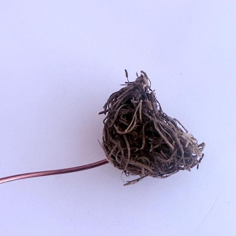May include: A close-up of a brown, dried, root ball with a thin, brown stem attached.