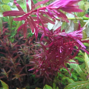 Rotala Red  Aquarium Plants