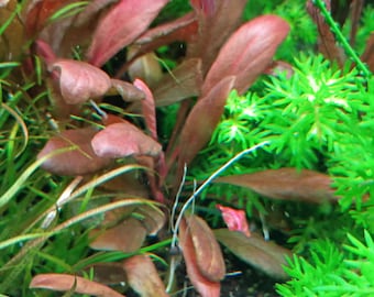 Samolus Parviflorus Red - Aquarium rooted plant