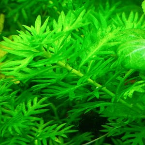 Hottonia palustris Aquarium Plants - stems live aquarium plants.