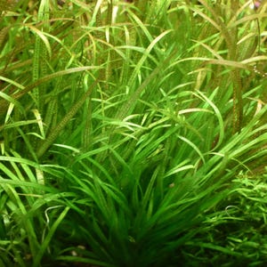 May include: A dense cluster of aquatic plants featuring long, slender, bright green blades that grow in a thick, upright formation. Interspersed among the vibrant green foliage are taller, textured leaves with a brownish-red hue.
