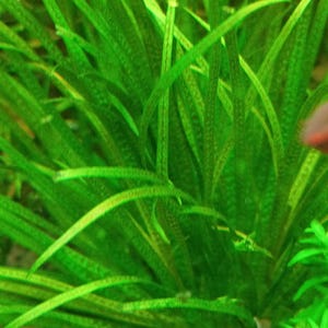 Blyxa japonica - a foreground plant -  Aquarium Plants