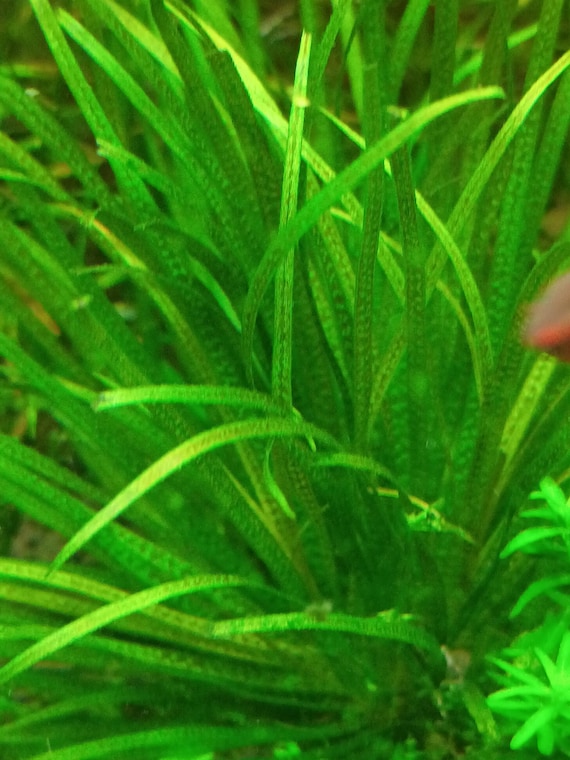 Blyxa Japonica - a Foreground Plant - Aquarium Plants - Etsy
