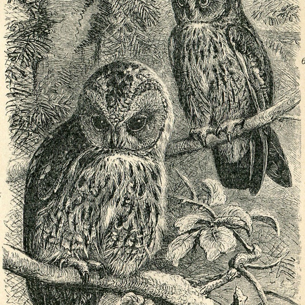 Old Print of Owls Different Types 1908 Antique German  Engraving