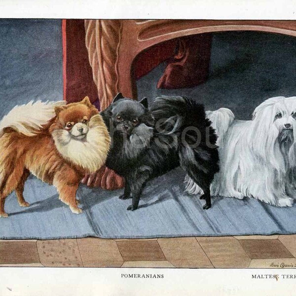 Antique Print Pomeranians and  Maltese Terrier Dog Breeds From a 1919 National Geographic Fuertes Print