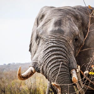 African Elephants, Digital Photos, African Wildlife, Single Elephant, Elephants