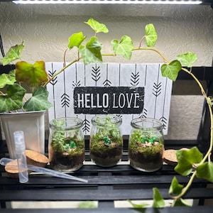 Small Terrarium with Live Moss and Plants
