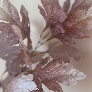 May include: Close-up of a branch with several large, textured leaves. The leaves are a muted purple color with delicate, veined patterns. The background is a soft, neutral tone, highlighting the intricate details of the foliage.