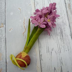 K&ouml;nnte beinhalten: Eine Hyazinthenbl&uuml;te mit rosa Bl&uuml;ten, gr&uuml;nen Bl&auml;ttern und einer Zwiebel. Die Zwiebel ist rotbraun mit gelben Ranken. Die Blume ist vor einem hellgrauen und wei&szlig;en Holzhintergrund platziert.