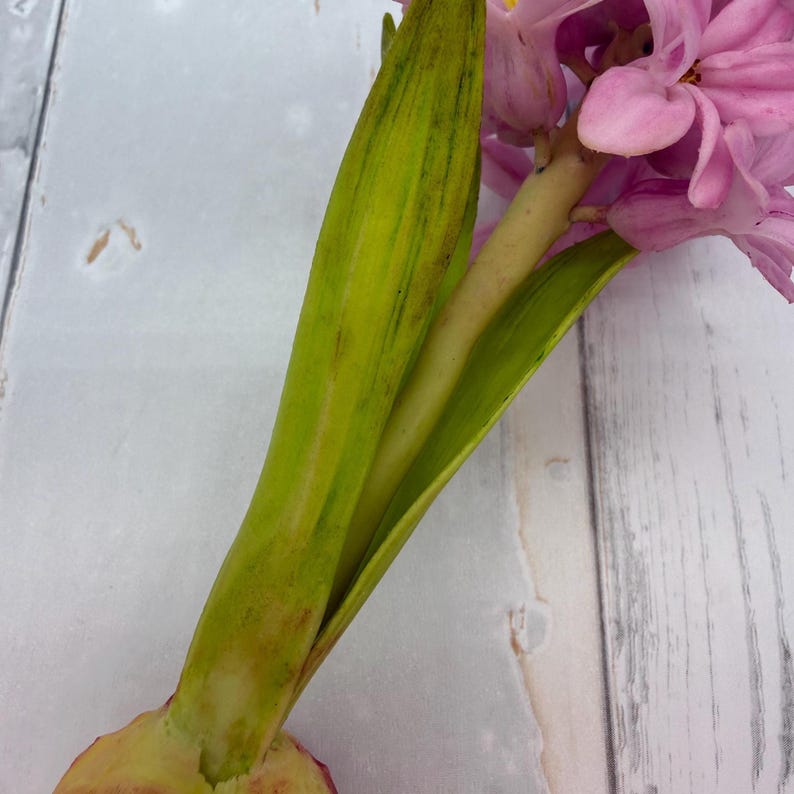K&ouml;nnte beinhalten: Nahaufnahme einer rosa Hyazinthenbl&uuml;te mit gr&uuml;nen und gelben Bl&auml;ttern. Die Bl&uuml;te hat viele kleine, eng anliegende Bl&uuml;tenbl&auml;tter. Die Bl&auml;tter sind lang und schlank, mit einer zentralen Ader. Der Hintergrund ist helles, verwittertes Holz.