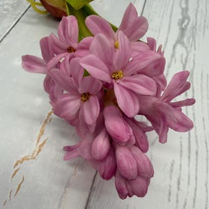 K&ouml;nnte beinhalten: Nahaufnahme eines Clusters rosa Hyazinthenbl&uuml;ten. Die Bl&uuml;ten haben mehrere Bl&uuml;ten und Knospen mit einer geschichteten Bl&uuml;tenblattstruktur und gelben Zentren. Der Hintergrund ist eine wei&szlig;e Holzoberfl&auml;che.