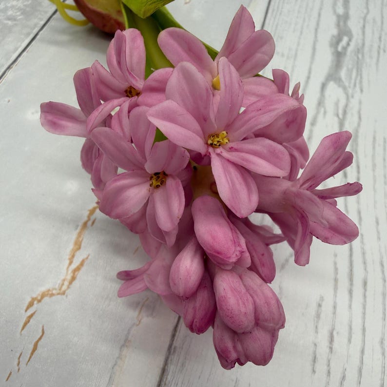 K&ouml;nnte beinhalten: Nahaufnahme eines Clusters rosa Hyazinthenbl&uuml;ten. Die Bl&uuml;ten haben mehrere Bl&uuml;ten und Knospen mit einer geschichteten Bl&uuml;tenblattstruktur und gelben Zentren. Der Hintergrund ist eine wei&szlig;e Holzoberfl&auml;che.