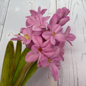 K&ouml;nnte beinhalten: Nahaufnahme von rosa Hyazinthenbl&uuml;ten mit gelben Zentren und gr&uuml;nen Bl&auml;ttern. Die Bl&uuml;ten sind voll erbl&uuml;ht und zeigen ihre zarten Bl&uuml;tenbl&auml;tter. Das Bild ist vor einem wei&szlig;en Holzhintergrund aufgenommen.
