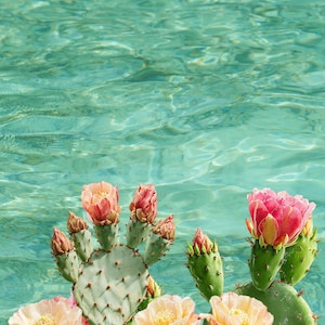 May include: A vibrant image of a prickly pear cactus with multiple pads and colorful blooms. The flowers range in color from pink to yellow and orange, set against a backdrop of turquoise water. The cactus is in full bloom.