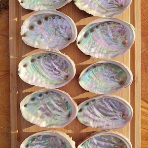 Puede incluir: Una colección de diez conchas de abulón iridiscentes dispuestas sobre una bandeja de madera marrón claro. Las conchas muestran un brillo nacarado con tonos verdes, azules y morados. Cada concha tiene una serie de pequeños agujeros marrones oscuros a lo largo del borde.