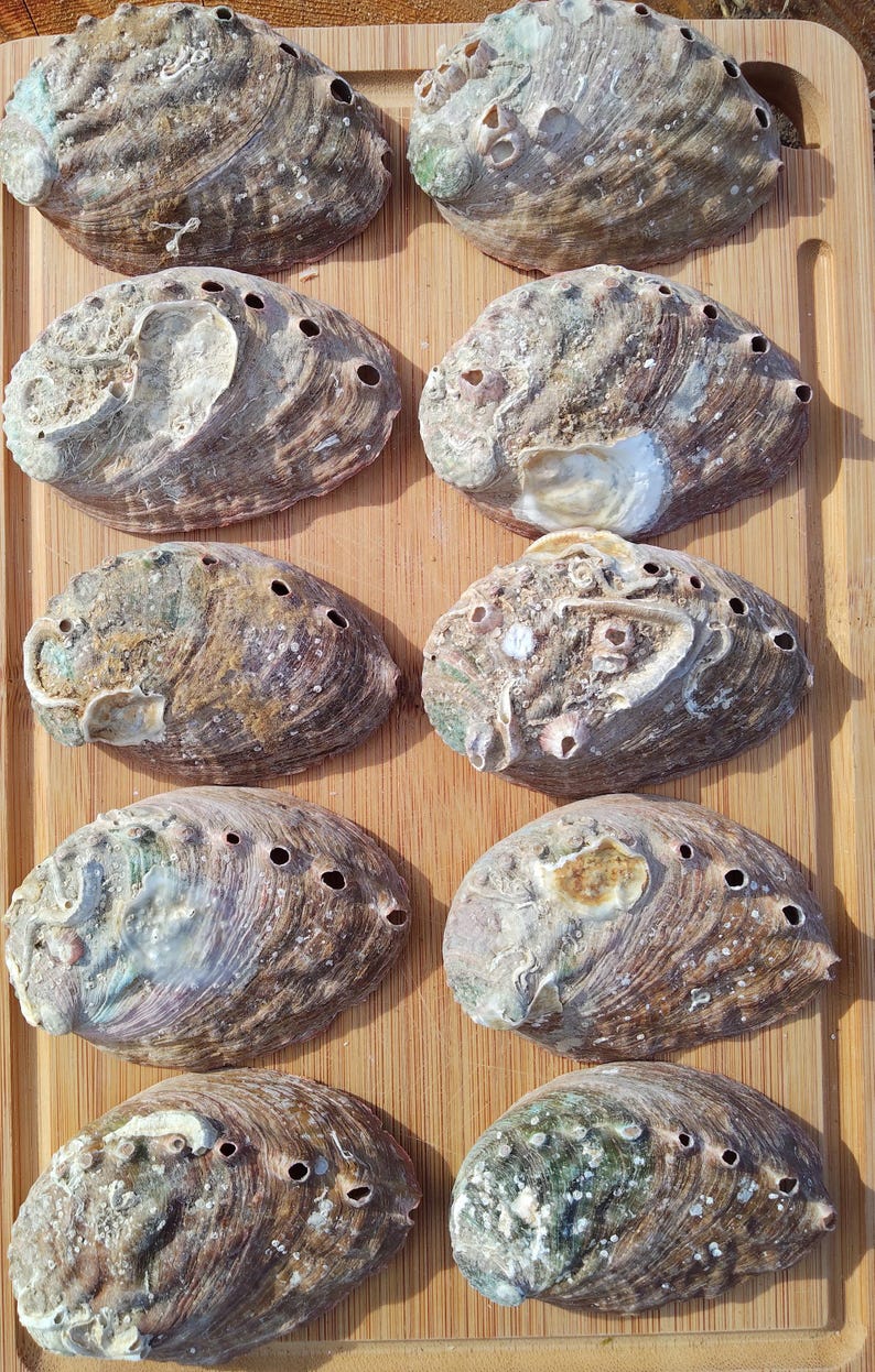 Vibrant Abalone Shells, 3-3.25 Inch, 10 Shells, Craft & Decor - Etsy