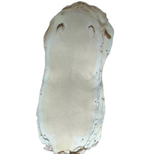 May include: A stack of off-white stingray skins featuring a textured, granular surface with a distinct central calcified area. The edges of the hides are irregular and show small, evenly spaced perforations along the perimeter of each piece.