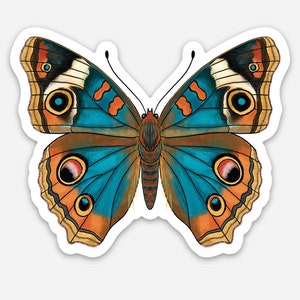 May include: A blue and brown butterfly with large, colorful eyespots. The butterfly has a wingspan of approximately 4 inches.