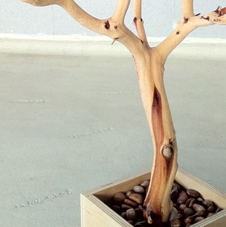 30 All Natural Tree Jewelry holder Jewelry Organizer West Coast