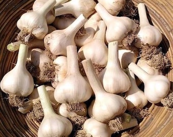 1 Pound German Garlic Bulbs for Planting and Gardening, Hardneck Garlic Tubers, Heirloom White Garlic Bulbs