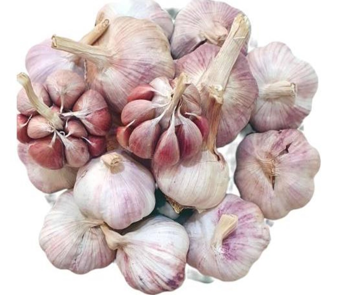1 Pound Peruvian Purple Stripe Garlic Bulbs for Planting and Gardening ...