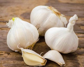 4 Bulbs Music Garlic Live for Planting, White Music Garlic Bulbs Hardneck Garlic Bulbs for Home Garden