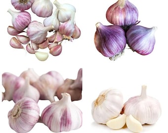 8 Mixed Garlic Bulbs for Planting and Gardening, Hardneck Garlic Tubers, White Red Purple Garlic Bulbs