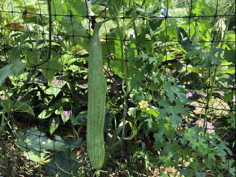5 Gr (15 Seeds) Smooth Luffa Seeds for Planting, Muop Huong, Sponge ...