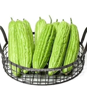 2 Gr (10 Seeds) Long Bitter Melon Seeds for Planting, Bitter Gourd Seeds