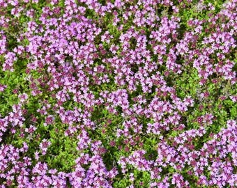 100.000 Seeds Creeping Thyme Seeds for Planting, Thymus Serpyllum Seeds Perennial Seeds for Outdoor Garden