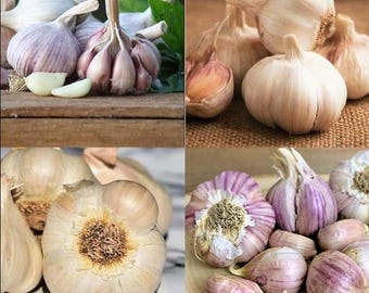 1Lb Mixed Garlic Bulbs for Planting and Gardening, Hardneck Garlic Tubers, White Red Purple Garlic Bulbs