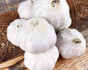 8 Music Garlic Bulbs for Planting and Gardening, Hardneck Garlic Tubers, White Garlic