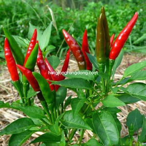 May include: A close-up of a chili pepper plant with vibrant red and green peppers. The peppers are elongated and pointed, growing among lush green leaves. The image is set against a backdrop of green foliage and straw.