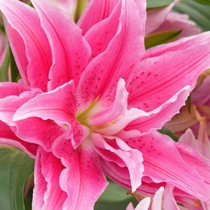 May include: Close-up of a vibrant pink lily flower with multiple layers of petals. The petals have a delicate texture and are edged with white. Green leaves are visible in the background, providing contrast to the bright pink blooms. The flower has small, dark spots.
