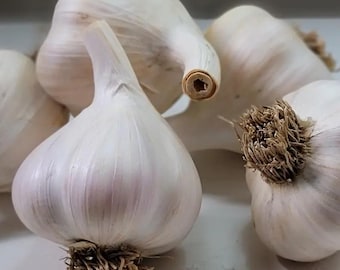 8 German Garlic Bulbs for Planting and Gardening, Hardneck Garlic Tubers, Heirloom White Garlic Bulbs