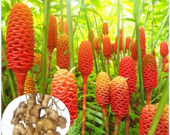 Pack 4 Hawaiian Awapuhi Shampoo Ginger Rhizomes Pinecone Ginger Red Ginger Lily Bulbs Zingiber Zerumbet Tubers Ginger Shampoo Roots