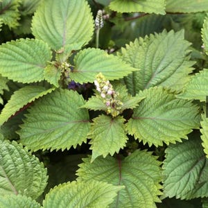 can zz plant tolerate low light ZZ Plant | Low Light Plants & Houseplants Delivery