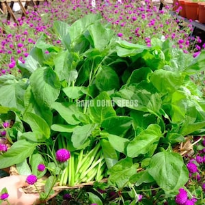 20 Gr (7000 Seeds) Green Amaranth Vietnamese Seeds for Planting, Vietnamese Spinach Seeds Jamaican Callaloo