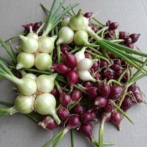 May include: A collection of fresh, raw onions featuring both white and deep red varieties. The onions are clustered together with their green stalks still attached, showing smooth, rounded bulbs and thin, fibrous roots at the base of each.