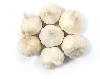 1 Pound Polish Garlic Bulbs for Planting and Gardening, Hardneck Garlic Tubers, White Garlic
