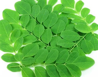10 Moringa Seeds, Moringa Oleifera Drumstick Tree Seeds