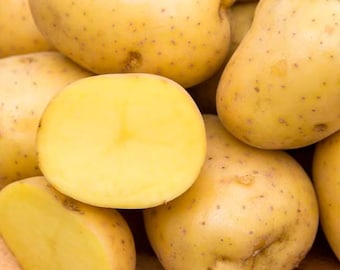 70 Yukon Potato Seeds Live for Planting, Yukon Gold Potato Seeds Easy for Growing from Seeds
