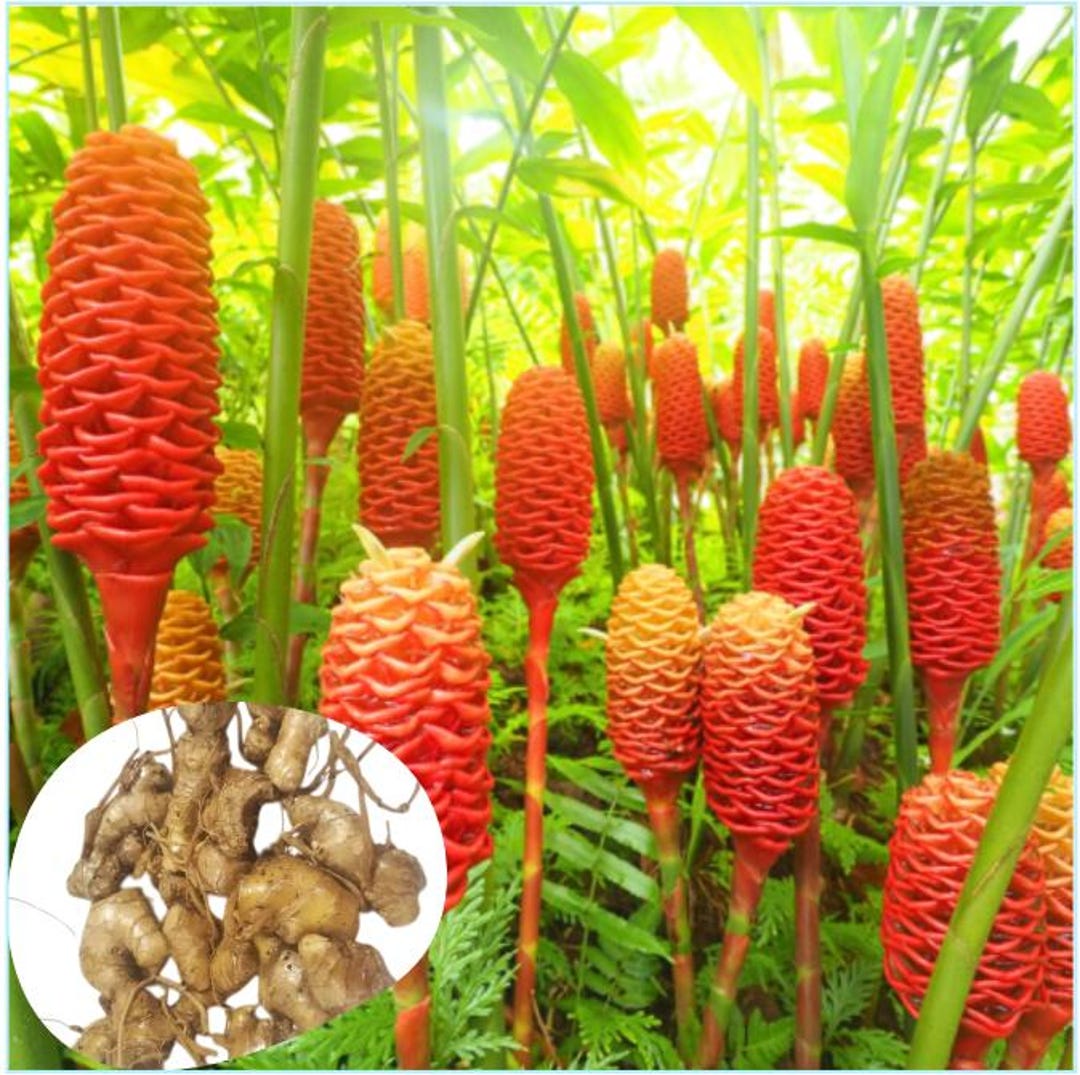 Pack 5 Hawaiian Awapuhi Shampoo Ginger Rhizomes Pinecone Ginger Red Ginger Lily Bulbs Zingiber Zerumbet Tubers Ginger Shampoo Roots - Etsy
