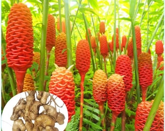 Pack 5 Hawaiian Awapuhi Shampoo Ginger Rhizomes Pinecone Ginger Red Ginger Lily Bulbs Zingiber Zerumbet Tubers Ginger Shampoo Roots