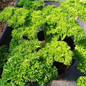 May include: A close-up of a vibrant green parsley plant with tightly curled leaves. The plant is in a dark pot, and the leaves are a bright, healthy green. The image is well-lit, showing the texture of the leaves.